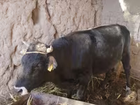 公牛, Cattle — 照片 4