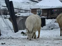 Dişi keçi, Saanen goat — foto 2