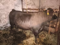 Buğa, Charolais cattle — foto 4