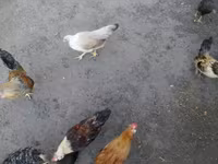 Japonský bantam — foto 2