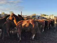 خيول (دفعة، الجنس غير محدد), Horse breed — الصورة 1