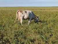 Krowa, Simmental cattle — zdjęcie 2