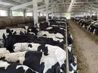 İnək, Yaroslavl cattle — foto 3