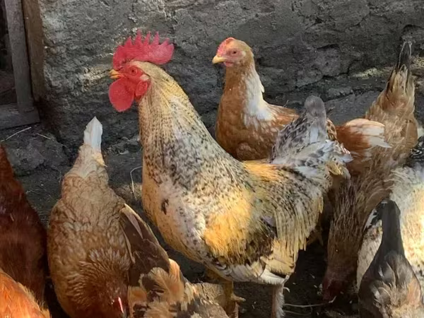 Chickens — أرمينيا