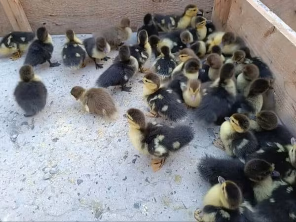 Ducks — Azerbaijan