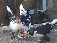 Japanese Bantam — photo 1