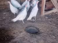 Turkeys — photo 1