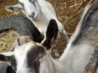 Cabra, Cabras — foto 2