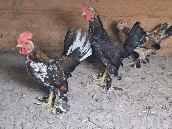 Japanese Bantam — Azerbaijan