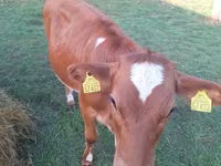 Cow, Holstein breed — photo 5