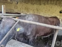 Buğa, Red Estonian cattle — foto 4