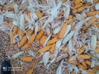 Продаю кукуруза 🌽 Пионер сухой,1кг по 13сом адрес КАРА Балта,40тонна — 照片 2