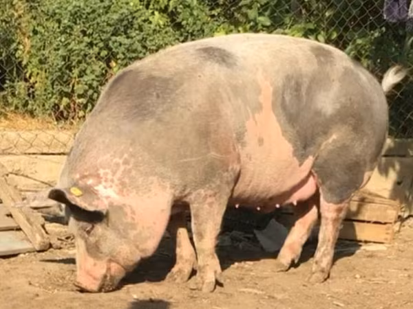 Boar, Виндснайер