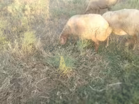 भेड़, भेड़ — फ़ोटो 8