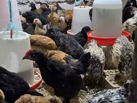 Chickens — photo 5