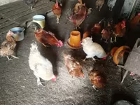Chickens — photo 5