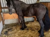Stute, Friesian — Foto 3