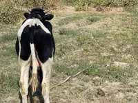 İribuynuzlu mal-qara (partiya, cinsi göstərilməyib), Russian Black pied cattle — foto 5
