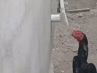 Chickens — photo 2