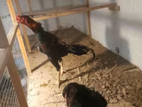 Chickens — photo 2