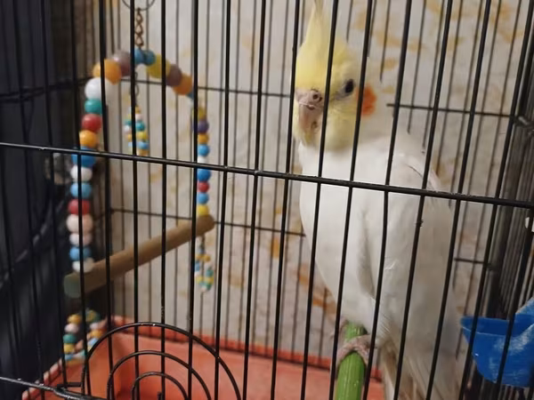 Nimfa (cockatiel) papağanı qəfəsi ilə birlikdə.korella