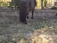 Cavalo, Australian Pony — foto 6
