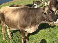İnək, Simmental cattle — foto 1