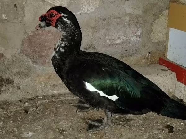 Ducks