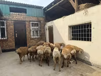 Beran, Rhon sheep — foto 6