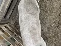 Knur, Świnie — zdjęcie 2