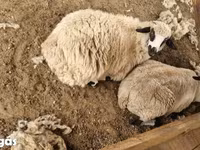 भेड़, Tsigai sheep — फ़ोटो 4