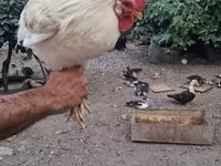 Chickens — photo 1