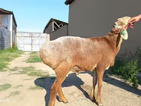 Qoç, Agin sheep — foto 4