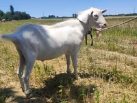 बकरी, Saanen goat — फ़ोटो 2