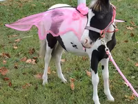 Madyan, Miniature horse — foto 4
