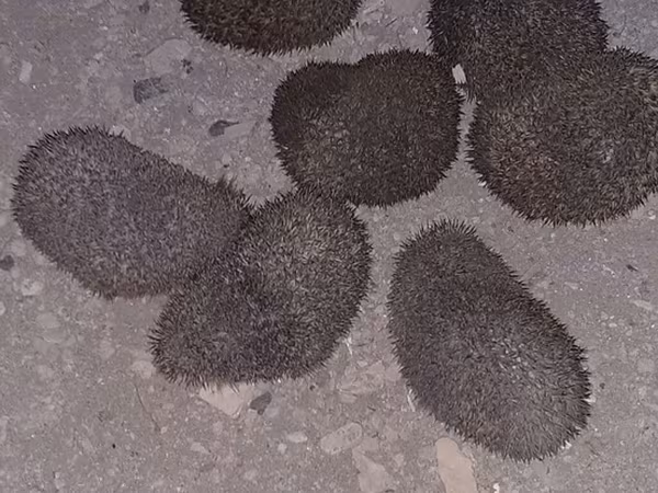 Saglam gumrah kirpiler cadirlma pulsuz Başlıq: Kirpi (canlı) Məhsul