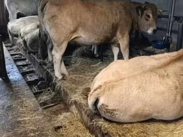 İnək, Aubrac cattle
