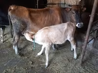 Cow, Simmental cattle — photo 4