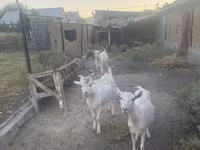 Billy Goat, Russian White goat — photo 6