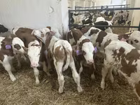 Toro, Simmental cattle — foto 5