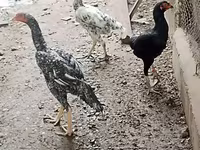Chickens — फ़ोटो 1