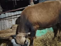 Kuh, Simmental cattle — Foto 6