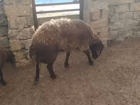 Qoç, Qoyunlar — foto 3