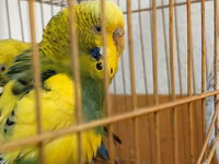 Məhsul: dalmatin və klassik rəng kombinasiyalarında nimfa/budgerigar — 照片 5