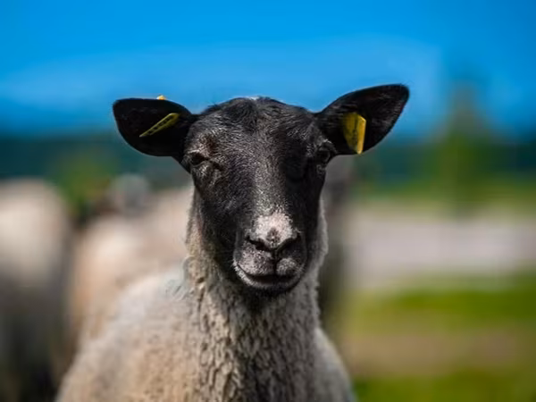 Qoç, Romanov sheep