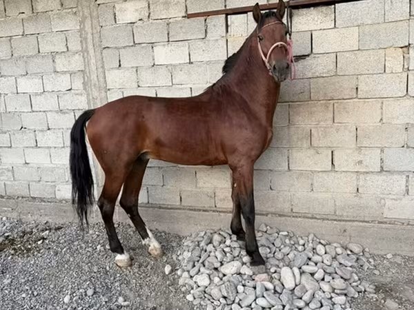 Кінь, Akhal-Teke