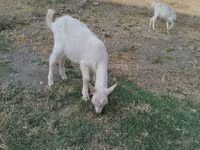 Cabro, Cabras — foto 7