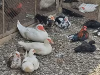 Chickens — foto 3