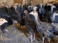 Guinea fowl — photo 1