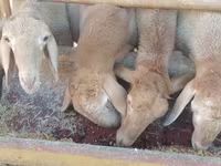 मेढ़ा, Arashan sheep — फ़ोटो 3